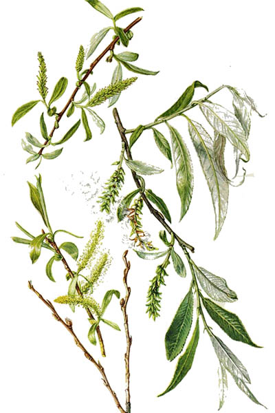 Ива белая / Salix alba / White willow
