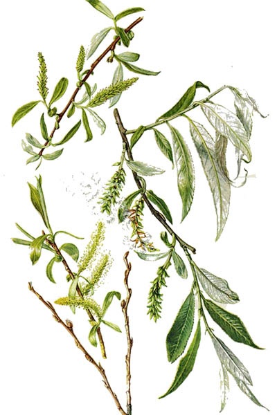 Salix alba / White willow / Ива белая
