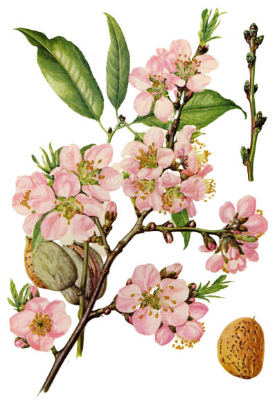 Prunus dulcis / Almond / Миндаль обыкновенный