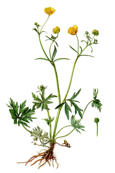 Лютик едкий / Ranunculus acris / Meadow buttercup, tall buttercup, common buttercup, giant buttercup