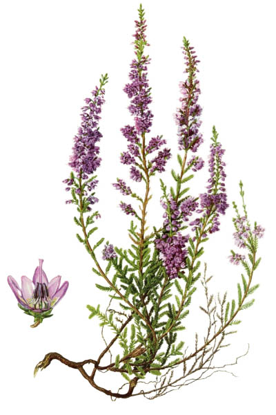 Вереск обыкновенный / Calluna vulgaris / Common heather, ling, simply heather