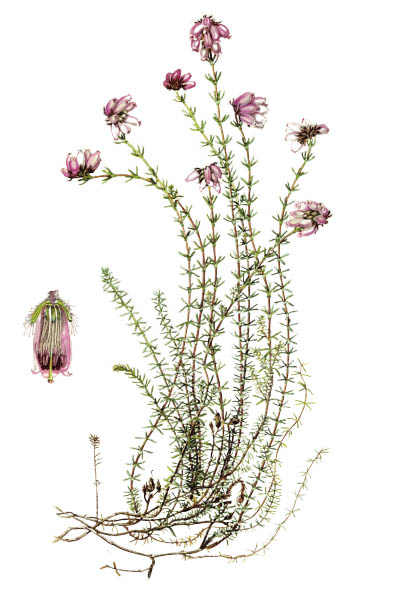 Эрика четырёхмерная / Erica tetralix / Cross-leaved heath