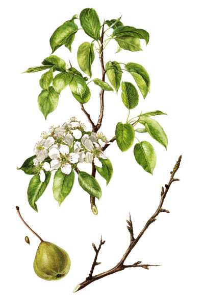 Pyrus pyraster / European wild pear / Груша лесная