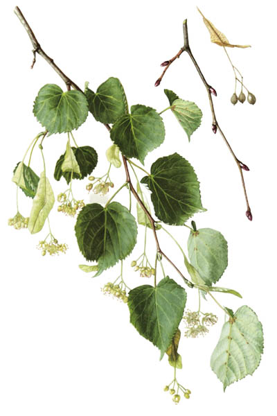 Липа сердцевидная / Tilia cordata / Small-leaved lime, occasionally littleleaf linden, small-leaved linden