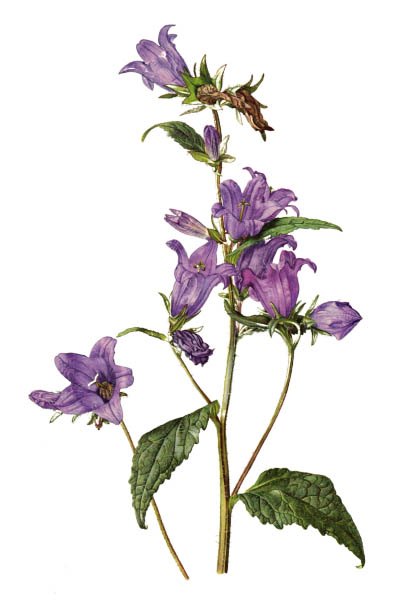 Колокольчик крапиволистный / Campanula trachelium / Nettle-leaved bellflower