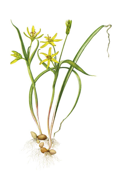 Gagea pratensis / Yellow star-of-Bethlehem / Гусиный лук луговой