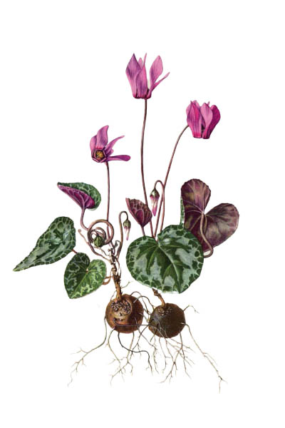 Цикламен / Cyclamen europaeum / Cyclamen