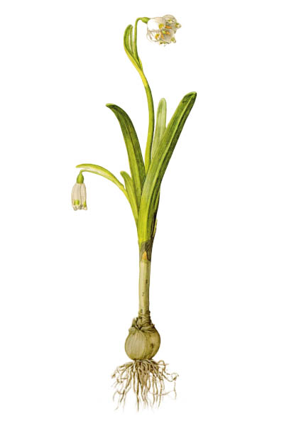 Белоцветник весенний / Leucojum vernum / Атлас цветущих растений