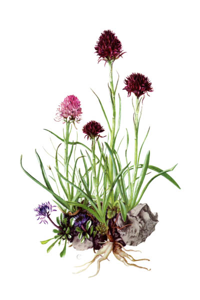 Moneses uniflora / One-flowered wintergreen, single delight, St. Olaf's candlestick / Одноцветка обыкновенная