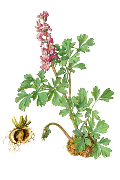 Хохлатка полая / Corydalis cava / Corydalis cava