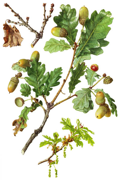 Дуб черешчатый / Quercus robur / Common oak, pedunculate oak, European oak, English oak