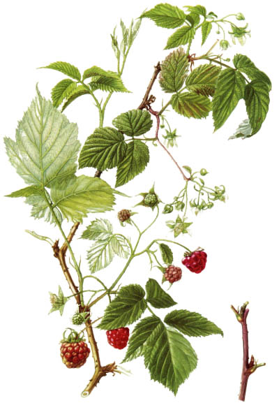 Малина обыкновенная / Rubus idaeus / Red raspberry, European raspberry