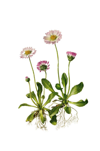 Bellis perennis / Common daisy, lawn daisy, English daisy / Маргаритка многолетняя