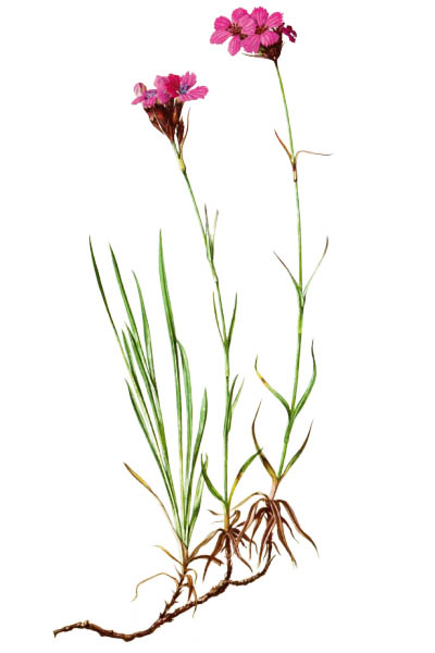 Гвоздика картузианская / Dianthus carthusianorum / Carthusian Pink