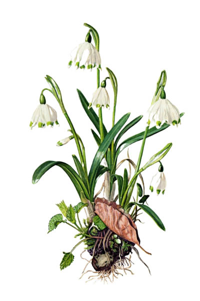 Белоцветник весенний / Leucojum vernum / Атлас цветущих растений