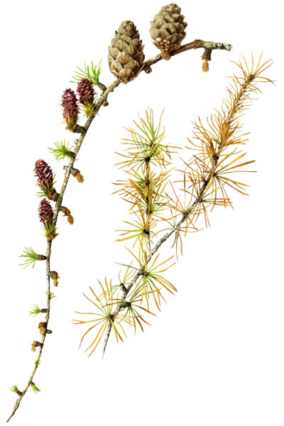 Лиственница европейская / Larix decidua / European larch