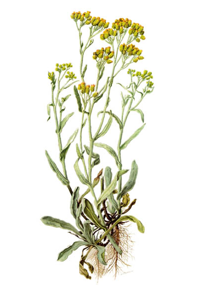 Helichrysum arenarium / Dwarf everlast, immortelle / Бессмертник песчаный