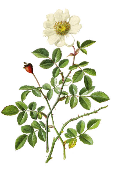 Шиповник полевой / Rosa arvensis / Field rose