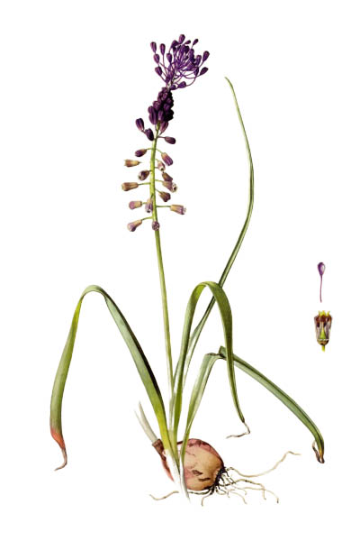 Leopoldia comosa / Tassel hyacinth, tassel grape hyacinth / Леопольдия хохолковая
