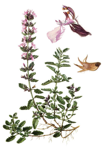 Дубровник обыкновенный / Teucrium chamaedrys / Wall germander