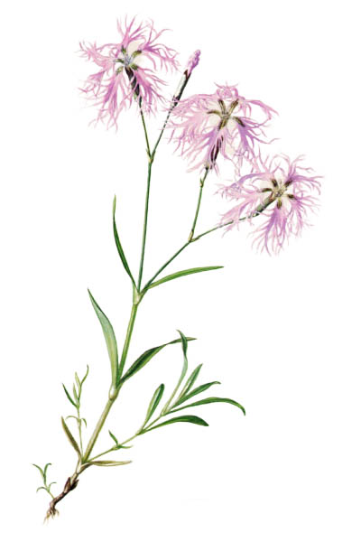 Dianthus superbus / Fringed pink, large pink / Гвоздика пышная