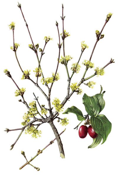 Кизил обыкновенный / Cornus mas / Cornelian cherry, European cornel, Cornelian cherry dogwood