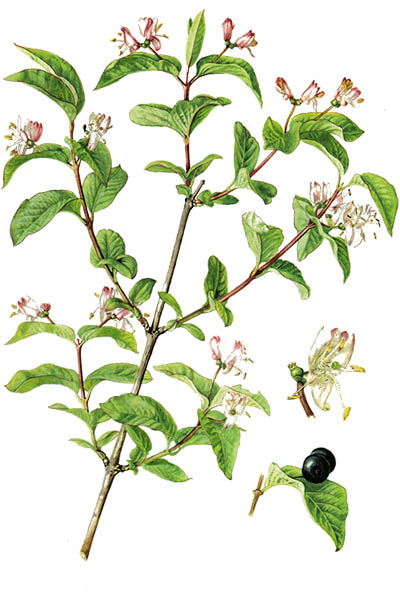 Lonicera nigra / Black-berried honeysuckle / Жимолость чёрная