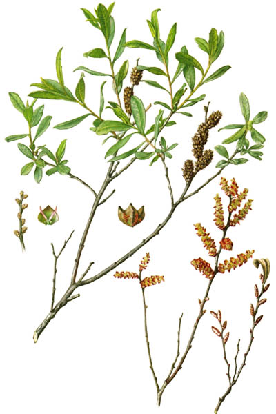 Восковница обыкновенная / Myrica gale / Bog-myrtle, sweet willow, Dutch myrtle, sweetgale