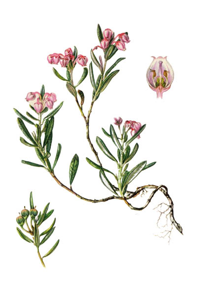 Подбел обыкновенный / Andromeda polifolia / Bog-rosemary