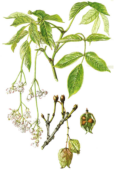 Клекачка перистая / Staphylea pinnata / European bladdernut