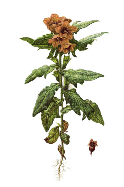 Белена чёрная / Hyoscyamus niger / Henbane, black henbane, stinking nightshade