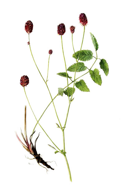 Sanguisorba officinalis / Great burnet / Кровохлёбка лекарственная