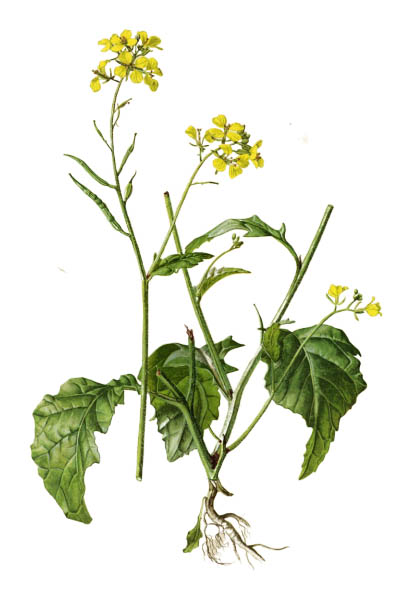 Горчица полевая / Sinapis arvensis / Charlock mustard, field mustard, wild mustard, charlock