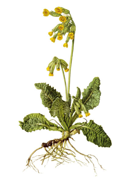 Primula veris / Cowslip, common cowslip, cowslip primrose / Первоцвет весенний