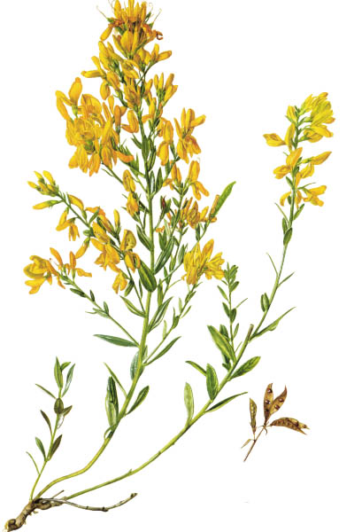 Genista tinctoria / Dyer's greenweed, dyer's broom / Дрок красильный