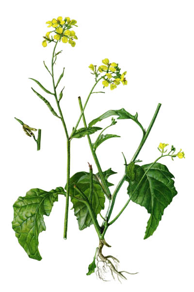 Горчица полевая / Sinapis arvensis / Charlock mustard, field mustard, wild mustard, charlock