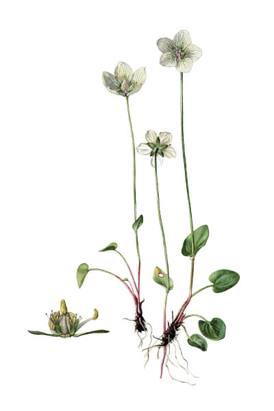 Parnassia palustris / Marsh grass of Parnassus, northern grass-of-Parnassus, grass-of-Parnassus / Белозор болотный