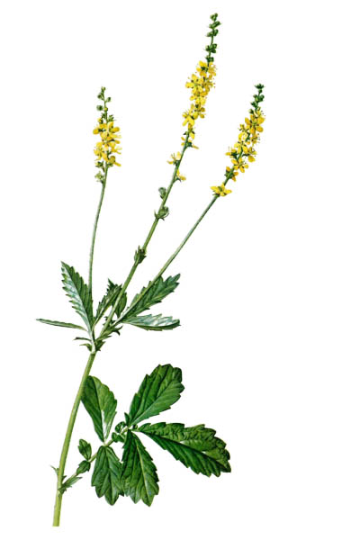 Репешок обыкновенный / Agrimonia eupatoria / Common agrimony, church steeples, sticklewort