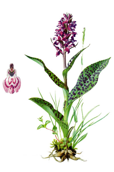 Dactylorhiza incarnata / Early marsh-orchid / Пальчатокоренник мясо-красный