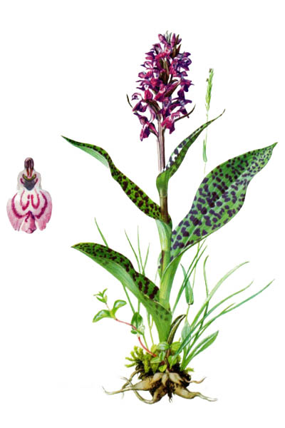 Пальчатокоренник мясо-красный / Dactylorhiza incarnata / Early marsh-orchid