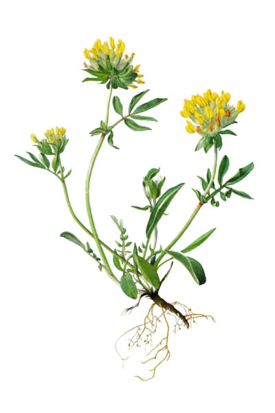 Anthyllis vulneraria / Common kidneyvetch, kidney vetch, woundwort / Язвенник ранозаживляющий