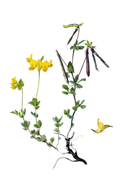 Lotus corniculatus / Common bird's-foot trefoil, eggs and bacon, birdsfoot deervetch, bird's-foot trefoil / Лядвенец рогатый