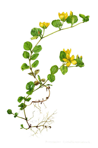 Lysimachia nummularia / Creeping jenny, moneywort, herb twopence, twopenny grass / Вербейник монетный