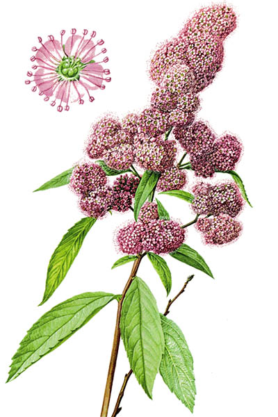 Spiraea salicifolia / Bridewort, willowleaf meadowsweet / Спирея иволистная