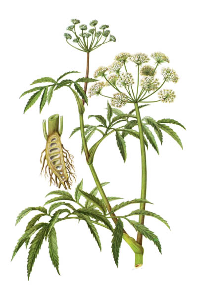 Cicuta virosa / Cowbane, northern water hemlock / Вёх ядовитый