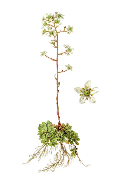 Каменоломка метельчатая / Saxifraga paniculata / Alpine saxifrage, encrusted saxifrage, lifelong saxifrage, lime-encrusted saxifrage, livelong saxifrage,  White Mountain saxifrage