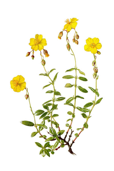 Солнцецвет монетолистный / Helianthemum nummularium / Common rock-rose