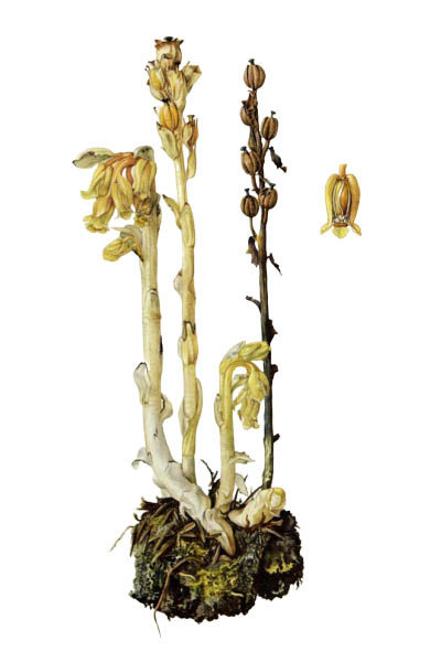 Подъельник обыкновенный / Monotropa hypopitys / Dutchman's pipe, false beech-drops, pinesap, yellow bird's-nest