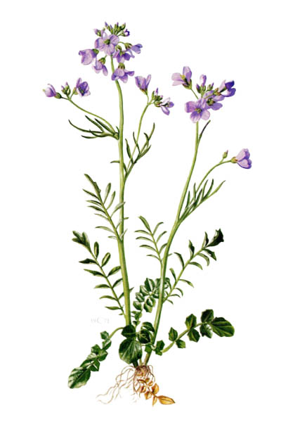 Cardamine pratensis / Cuckooflower, lady's smock, mayflower, milkmaids / Сердечник луговой