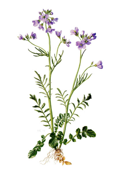 Сердечник луговой / Cardamine pratensis / Cuckooflower, lady's smock, mayflower, milkmaids